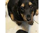 Dachshund Puppy for sale in Sumter, SC, USA