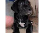 Great Dane Puppy for sale in Olivehurst, CA, USA