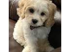 Cavachon Puppy for sale in Bogart, GA, USA
