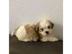 Maltese Puppy for sale in Largo, FL, USA