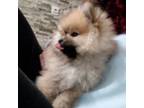 Pomeranian Puppy for sale in Henderson, KY, USA