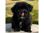 Poodle (Toy) Puppy for sale in Jersey City, NJ, USA