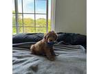 Goldendoodle Puppy for sale in Council Bluffs, IA, USA