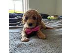 Goldendoodle Puppy for sale in Council Bluffs, IA, USA