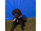 Goldendoodle Puppy for sale in Springtown, TX, USA