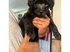 Goldendoodle Puppy for sale in Springtown, TX, USA