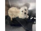 Adopt Cheesesticks a Shih Tzu