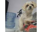 Adopt Agave a Shih Tzu