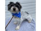 Adopt Archie a Terrier