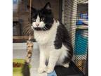 Adopt Herbie a Extra-Toes Cat / Hemingway Polydactyl, Domestic Long Hair