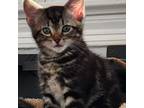 Adopt Honey Bun a Domestic Short Hair