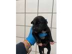 Adopt Snickers a Labrador Retriever, Mixed Breed