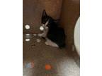 Adopt Little Titan a Domestic Short Hair