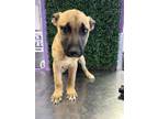 Adopt 55882939 a German Shepherd Dog, Mixed Breed