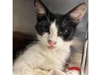 Adopt Nemo a Domestic Short Hair