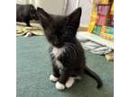 Adopt Pike a Domestic Short Hair