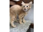 Adopt Moscow a Domestic Short Hair