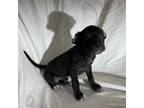Adopt Notorious B.I.G. a Labrador Retriever, Mixed Breed