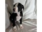 Adopt J. Cole a Labrador Retriever, Mixed Breed