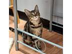 Adopt Anthony a Domestic Short Hair