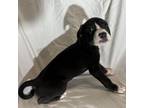 Adopt Snoop Dog a Labrador Retriever, Mixed Breed
