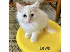 Adopt Levis a Domestic Short Hair