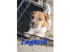 Adopt Legend a Jack Russell Terrier, Mixed Breed