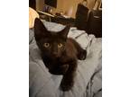 Adopt Ted a Domestic Short Hair