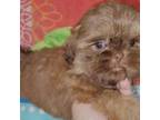 Shih Tzu Puppy for sale in Buda, TX, USA