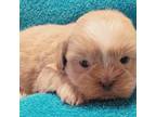 Shih Tzu Puppy for sale in Buda, TX, USA