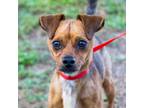 Adopt Scooby a Mixed Breed