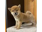 Shiba Inu Puppy for sale in Boyceville, WI, USA