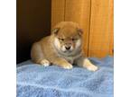 Shiba Inu Puppy for sale in Boyceville, WI, USA