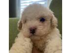 Poodle (Toy) Puppy for sale in High Point, NC, USA