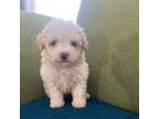 Poodle (Toy) Puppy for sale in High Point, NC, USA
