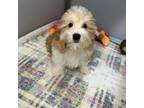 Havanese Puppy for sale in Springfield, MO, USA