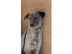 Adopt Luke a Australian Cattle Dog / Blue Heeler, Mixed Breed