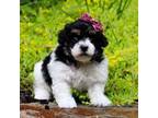 Maltipoo Puppy for sale in Dundee, OH, USA