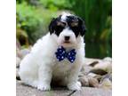 Maltipoo Puppy for sale in Dundee, OH, USA