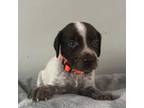 German Shorthaired Pointer Puppy for sale in Le Roy, NY, USA