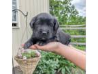 Golden Retriever Puppy for sale in Mifflinburg, PA, USA