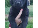 Black Male Labrador Puppy