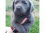 Charcoal Male lab pup