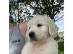 Golden Retriever Puppy for sale in Sealy, TX, USA