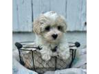 Maltipoo Puppy for sale in Queen City, MO, USA