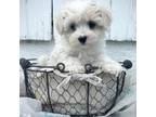 Maltipoo Puppy for sale in Queen City, MO, USA