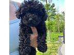 Mutt Puppy for sale in Lake Orion, MI, USA