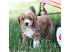 Poodle (Toy) Puppy for sale in Mentone, IN, USA