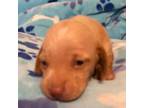 Dachshund Puppy for sale in Perris, CA, USA
