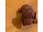 Dachshund Puppy for sale in Perris, CA, USA